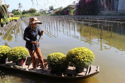 Đồng Tháp: Cúc mâm xôi Sa Đéc hút hàng trong dịp cận Tết