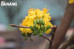 Nhà vườn tất bật chăm mai Tết