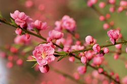 Xuân của niềm tin và hy vọng