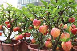 Cú lừa ngày Tết: Táo bonsai nở hoa dâm bụt, hải đường chi chít nụ nhờ keo 502