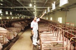 Thị trường thực phẩm cuối năm: Nguồn cung dồi dào, giá cả ổn định