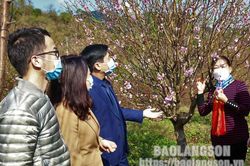 Hấp dẫn chương trình tham quan, trải nghiệm vườn hoa đào Xã Quảng LạcTin khácĐảm bảo vận tải hành khách an toàn, thông suốt dịp Tết Nguyên đánĐảm bảo cung ứng hàng hóa dịp tết