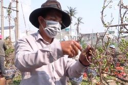 TP.HCM: Nhà vườn rầm rộ bán hoa mai online
