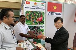 Ấn Độ - Đích đến tiềm năng cho trái thanh long