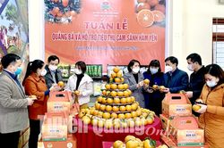 Hội Nông dân tỉnh tổ chức tuần lễ 'Quảng bá, tiêu thụ Cam sành Hàm Yên'