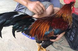 Nhà giàu lùng mua loại gà trong truyền thuyết để biếu Tết