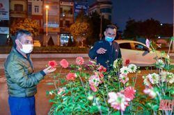 Người dân dựng lều, thức trắng đêm trông cây cảnh Tết