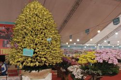 Chậu lan hồ điệp khổng lồ được cắm suốt 3 ngày, giá gần 1 tỷ đồng