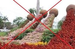Thực hư hình ảnh 'phản cảm' ở nơi trưng bày hoa Xuân Quảng Nam