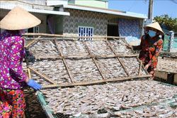 Chế biến cá khô tại Bến Tre nhộn nhịp vào vụ tết