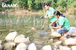 Tết về săn cá niên