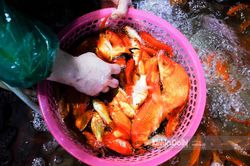 Chợ cá lớn nhất Hà Nội trước ngày ông Công ông Táo