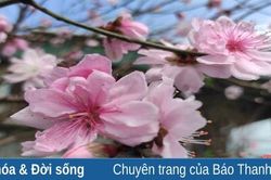 Rực rỡ những vườn đào kép ở Quảng Chính