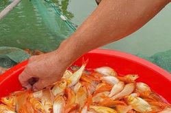 Cá chép về trời