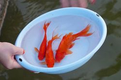 Cần mấy con cá chép cho lễ cúng ông Công ông Táo?