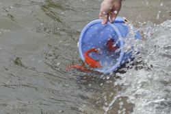 Lễ cúng Táo quân về trời - Phong tục đẹp của dân tộc Việt Nam