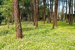 Văn hóa - Nghệ thuật Văn hóa - Nghệ thuật Miền hoa tím