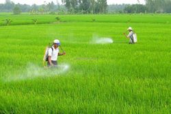 Xử lý nghiêm các trường hợp vi phạm về sản xuất, kinh doanh phân bón giả
