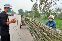 Trồng cây 'đuổi quỷ', xuân sang hạ bán thu tiền triệu ăn Tết