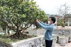 Văn hóa - Nghệ thuật Văn hóa - Nghệ thuật Thế rồng ở làng mai Thế Chí Tây