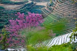 Đào rừng bung nở, khoe sắc trên Mù Cang Chải