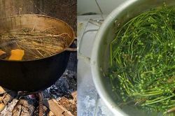 Hầu hết các gia đình ở miền Bắc thích tắm tất niên bằng cây mùi già chỉ vì lý do này