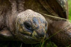'Cụ rùa' khổng lồ sống thọ nhất thế giới