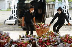 Nỗi buồn ở vựa thanh long rớt giá ngày Tết