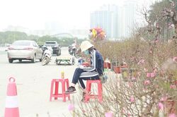 Những gốc đào rừng cổ thụ vắng khách thuê giữa Hà Nội