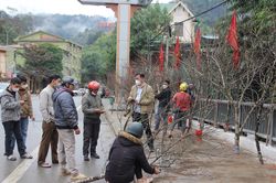 Đào đá khan hiếm, thương lái bỏ hàng chục triệu vẫn không có hàng mua