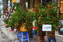 Đào, quất đại hạ giá vẫn vắng người mua
