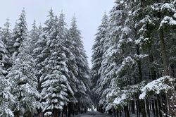 Khu rừng Ardennes, 'đại dương xanh' của nước Bỉ