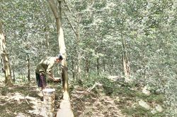 Xuân về cùng dòng sữa trắng