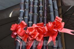 Mía lộc 'rục rịch' xuống phố, thắt nơ chờ giao thừa