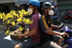 Mai vàng bung nụ này cuối năm, giá không giảm