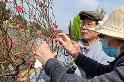 Vì dịch COVID-19, người Hà Nội chỉ ra nghĩa trang dịp cận Tết
