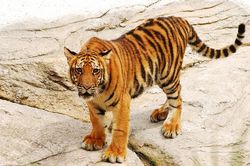 Năm Dần nói chuyện hổ
