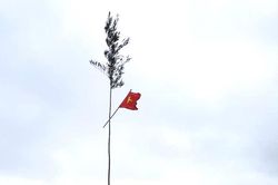 Cây nêu ngày Tết