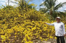 Cây mai cổ thụ ở miền Tây nở vàng rực ngày Tết 'ai nhìn cũng mê'