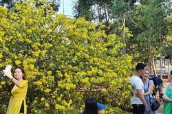 Cây mai vàng 'khủng' ở Đồng Nai trổ bông rực rỡ đón khách du xuân