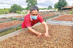 Giàu nhờ cà phê sạch
