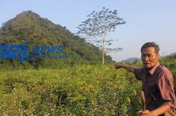 Chuyện kể kinh hãi về 'thần hổ xám' báo thù ở Thanh Hóa