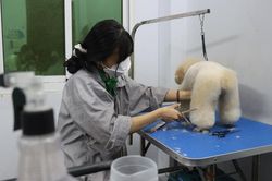 Số tiền 'khủng' nhà giàu Việt chi cho thú cưng ngày Tết