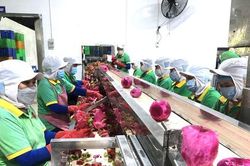 Chuẩn bị lô nông sản xuất khẩu đầu tiên trong năm mới, nhiều DN làm việc xuyên Tết