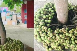 Cây thần cả xóm ăn không hết, tưởng là cây sung nhưng khi biết sự thật ai cũng ngã ngửa