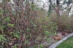 Một huyện miền núi ở Thừa Thiên-Huế kêu gọi ủng hộ cây đào trồng sau Tết