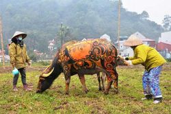 Độc đáo 'trâu hóa hổ' ngày lễ Tịch điền năm Nhâm Dần