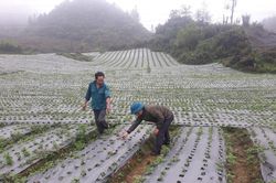 Rạng ngời sắc xuân Pả Chư Tỷ