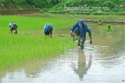 Khẩn trương sản xuất vụ xuân