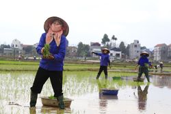 Nô nức xuống đồng đầu năm